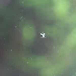 Meet your Posher, Amberose